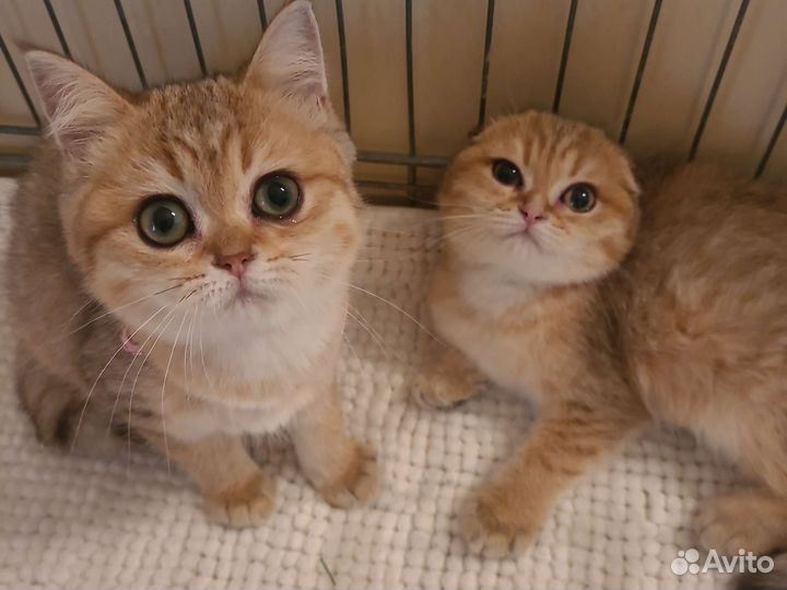 Шотландские котята- Плюшевые комочки счастья