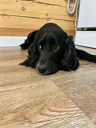 Кокер спаниель