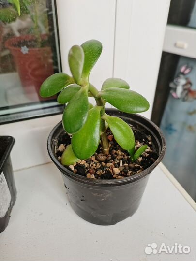 Толстянка, Крассула Овата