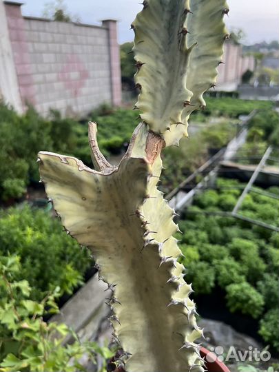 Эуфорбия вариегатная