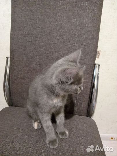 Котёнок 3-4 месяца девочка