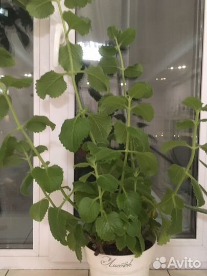 Комнатная мята