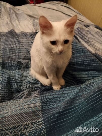 Кошка в дар