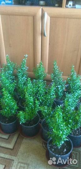 Миртовое дерево