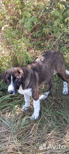 Щенок доброму человеку