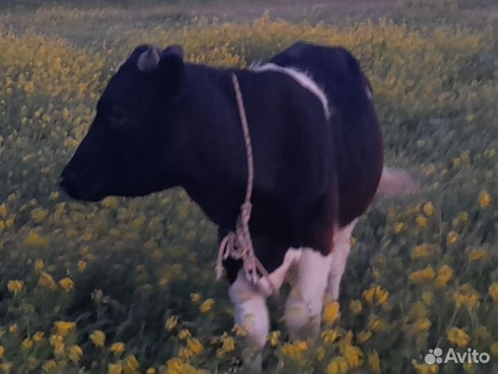Бык и корова