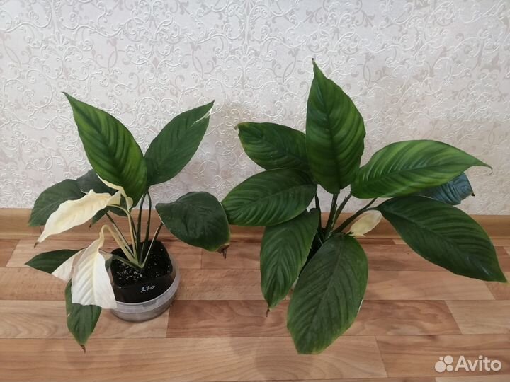 Спатифиллумы много сортов