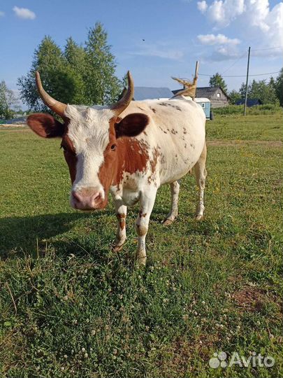 Корова дойная