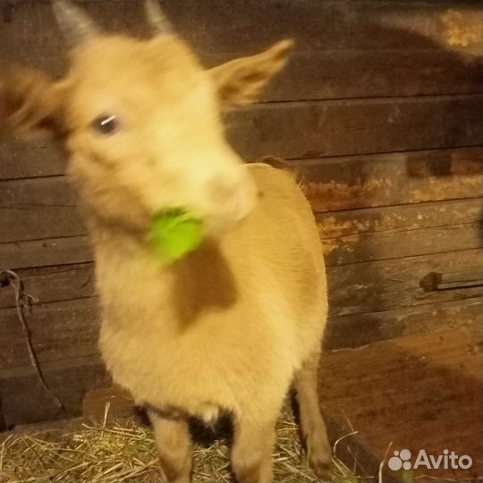 Коза