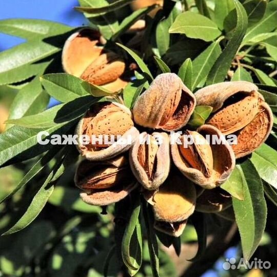 Саженцы Миндаля Бумажный