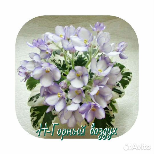 Фиалочки листы с детками и детки Доставка