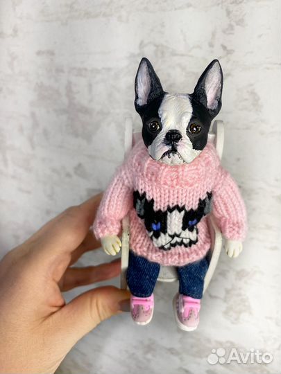 Бостон-терьер Молли