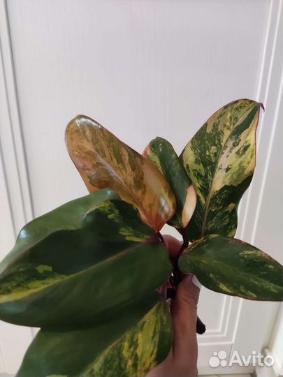 Клубничный шейк