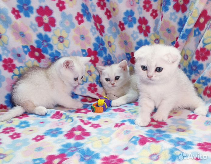 Шиншилла вислоухие и прямоухие котята