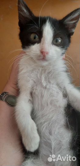 Кошка в дар бесплатно