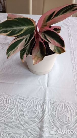 Строманта триколор