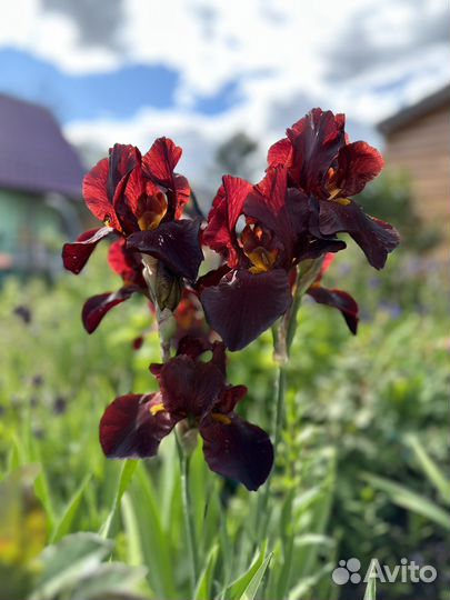 Ирисы сортовые