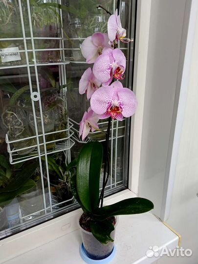 Орхидея аналог Leopard Prince Sogo Diamond.Отцвёл