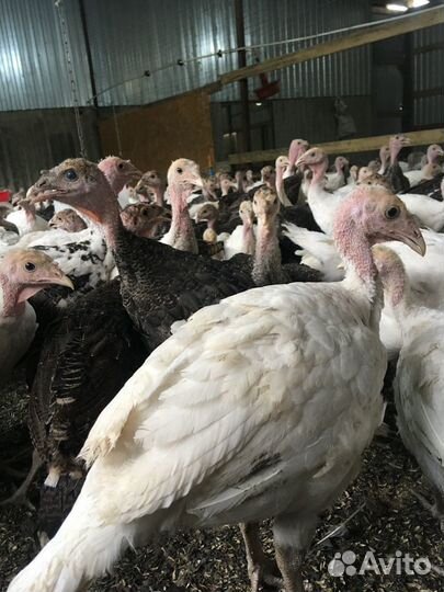 Подрощенные Индюки