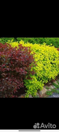 Многолетние цветы и декоративные кустарники