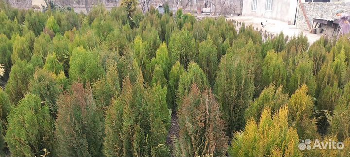 Консультация по открытию садового центра