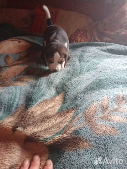 Щенки бигль