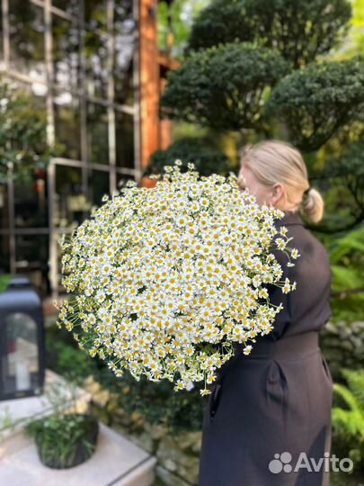 Ромашки матрикария полевые ромашки хризантемы