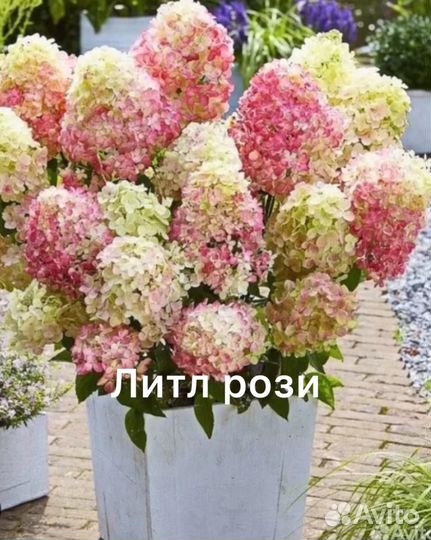 Гортензия 1500
