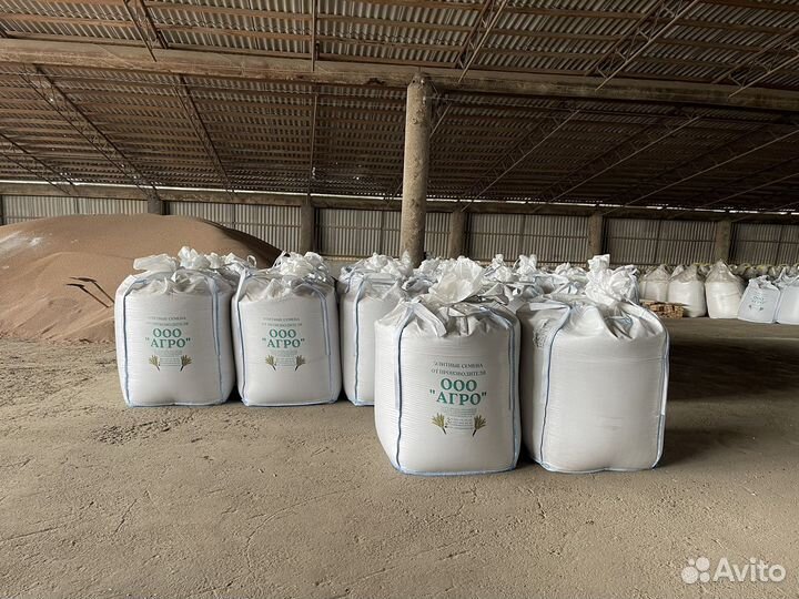 Элитны семена красной чечевицы