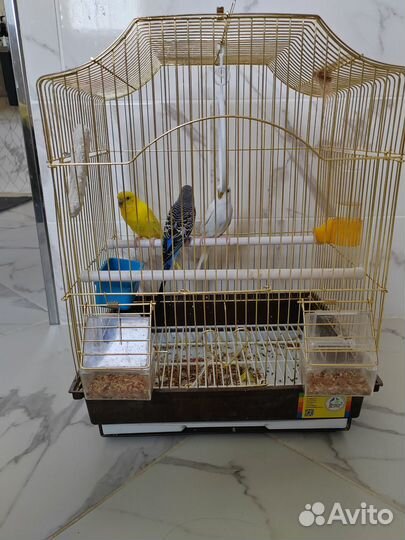 Волнистый попугай с клеткой