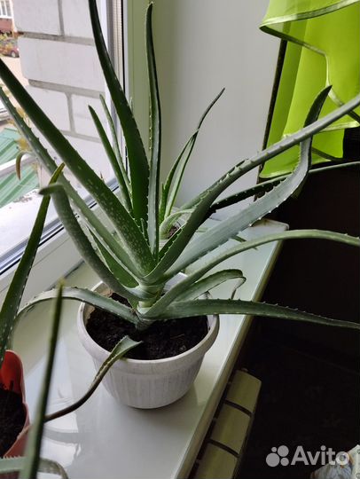 Алоэ 7лет и 2,4 года