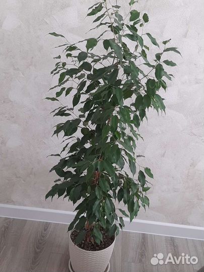 Фикус бенджамина