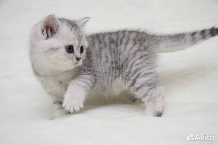 Котята Шотландские скоттиш страйт