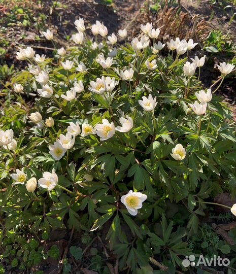 Ветреница (Ветряница, Анемона)