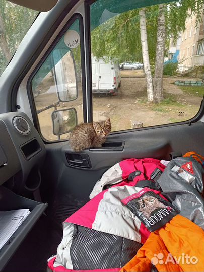 Котенок