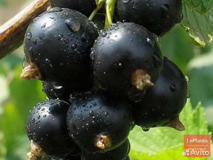 Смородина черная Крупная