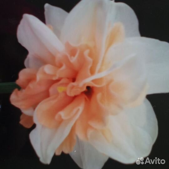 Луковицы сортовых нарциссов в миксе