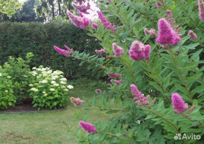 Кустарник спирея розовая