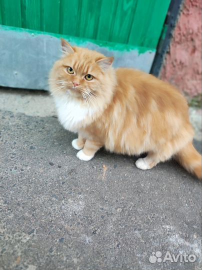 Кошка в добрые руки