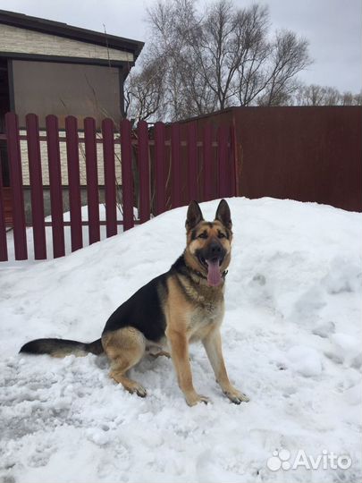 Вео кобель вязка