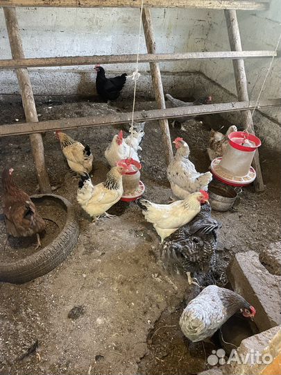 Продам куриц