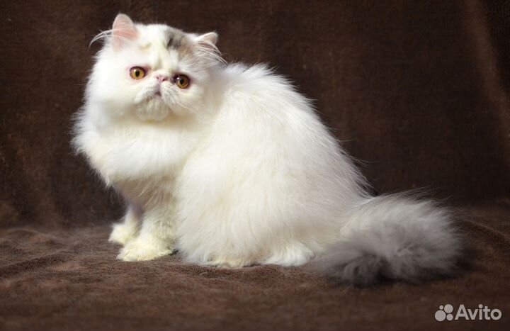 Персидский котенок