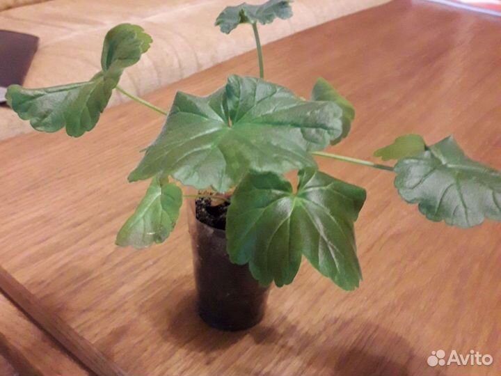 Лаванда,Пеларгония,Очиток,Флокс,Гипсофила