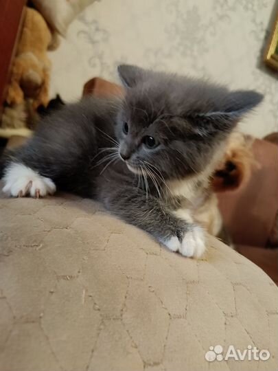 Котята бесплатно