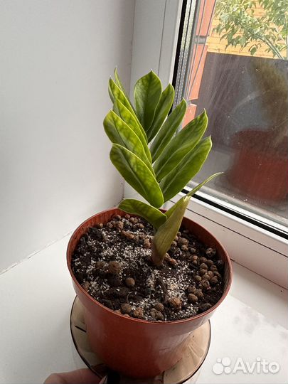 Замиокулькас