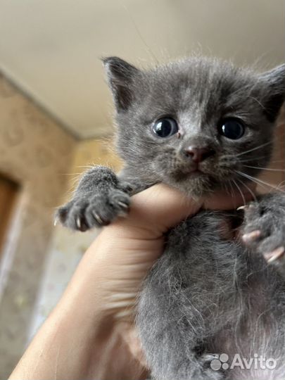 Котята помесь
