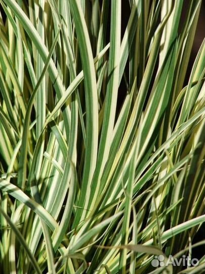 Продаю растения для пруда