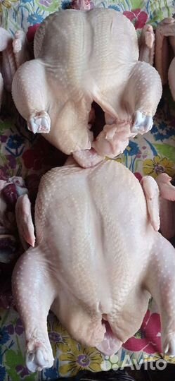 Куры бройлеры тушки мясо