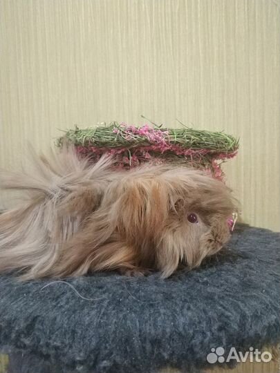 Породистые морские свинки оптом