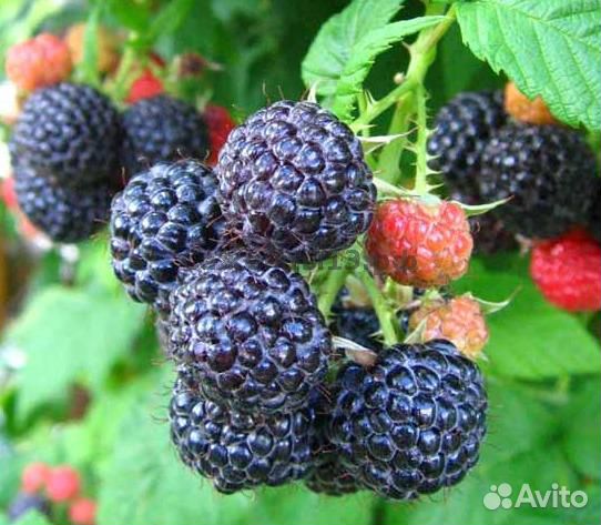 Саженцы малина, крыжовник, жимолость, Гуми,смород